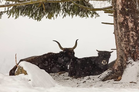 One female aurochs or urus or ure (Bos primigenius), and a calf resting in the snow at a forest