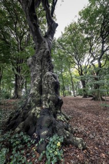 Old copper beech (Fagus sylvatica), Emsland, Lower Saxony, Germany, Europe
