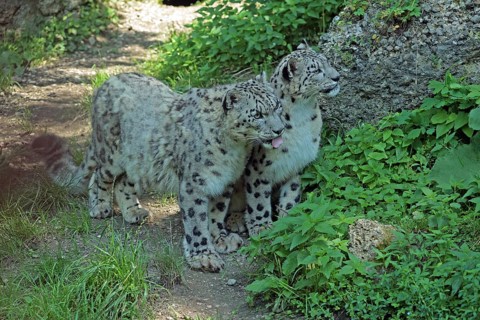 Snow leopard (Panthera uncia), captive