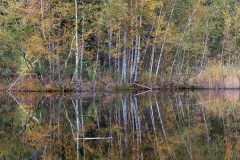 Birches (Betula), autumn colours, autumn coloured trees are reflected in the water of the moor