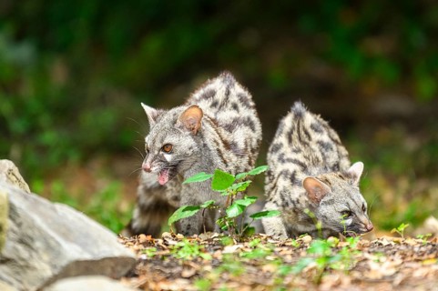 Two Common genets (Genetta genetta), wildlife in a forest, Montseny National Park, Catalonia,