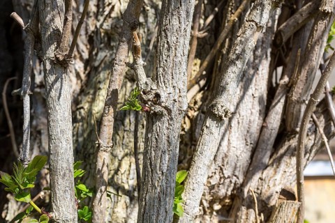 Tree trunks of Sambucus nigra (Sambucus nigra) with freshly sprouted leaves, Saxony, Germany,