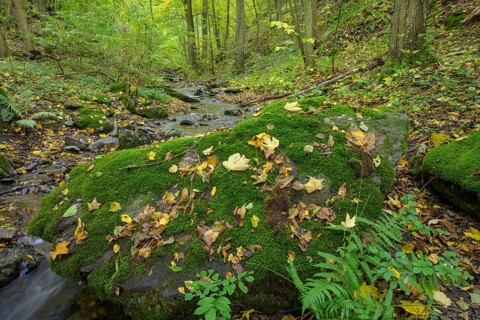 Mossy rocks by the Kaja stream, Hardegg, Lower Austria, Austria, Europe