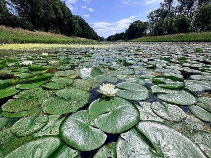 European white water lilies, white pond lilies, water lilies (Nymphaea alba) on large canal in