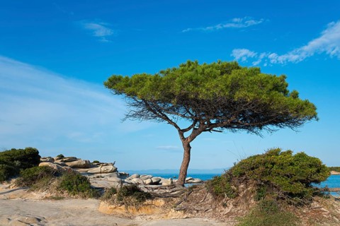 Single tree on rocky ground under clear blue sky, Karidi beach, Karydi, Vourvourou, Sithonia,