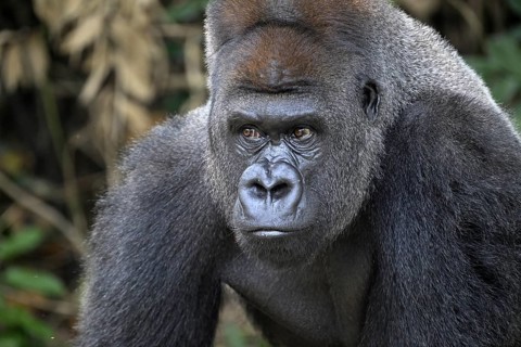 Western lowland gorilla (Gorilla gorilla gorilla), portrait, Réserve Lésio-Louna nature reserve,