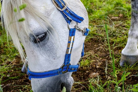 Young horses grazing in the paddocks of the Marbach Principal and State Stud's foal farm in St.