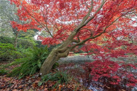 Japanese fan maple (Acer palmatum Trompenburg), autumn colours, Emsland, Lower Saxony, Germany,