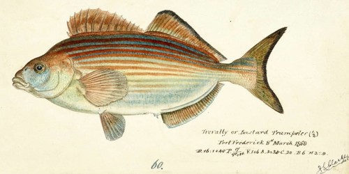 Bastardtrompeter, Copper Moki, Red Bastard, Latridopsis forsteri, a species of marine ray finned