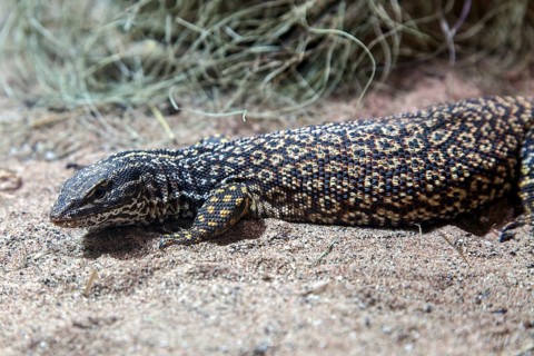 Spiny-tailed monitor lizard (Varanus acanthurus), captive, Germany, Europe