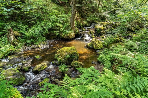 In the Ravenna Gorge near Breitnau, Black Forest, Baden-Württemberg, Germany, Europe