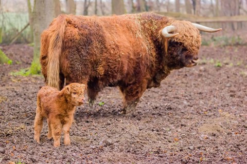 A Highland calf (Bos primigenius taurus) stands in a forest close to its father