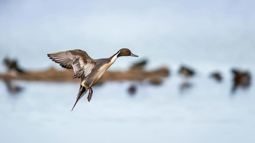 Northern Pintail, Anas acuta, male in flight over winter marshes