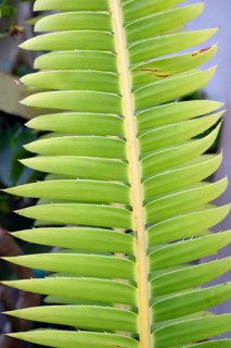 Leaf of the fast-growing palm fern (Dioon spinulosum), Botanical Garden, Erlangen, Middle