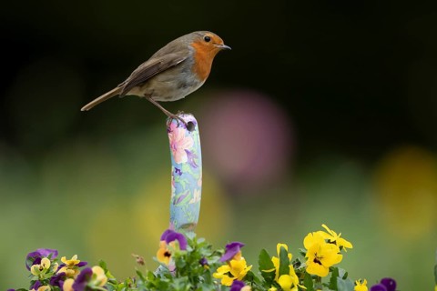 European robin (Erithacus rubecula) adult bird on a trowl handle in garden plant pot with pansy