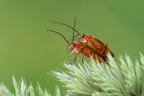 Common red soldier beetle (Rhagonycha fulva) two adult insects mating on a grass flower in summer,