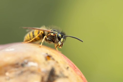 Common wasp (Vespula vulgaris) adult insect feeding on fallen fruit in a garden in summer, England,