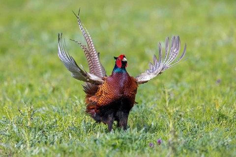 Common pheasant (Phasianus colchicus) male, cock displaying by flapping wings in field during the