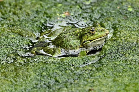 Water frog (rana esculenta), sitting on a carpet of algae in a pond, Switzerland, Europe