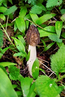 Capped morel (Morchella semilibera), Switzerland, Europe