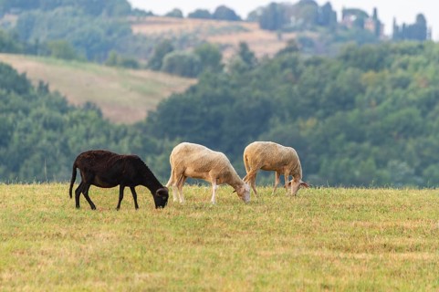 Domestic sheeps (Ovis aries) standing on a meadow with a Western cattle egret (Bubulcus ibis),