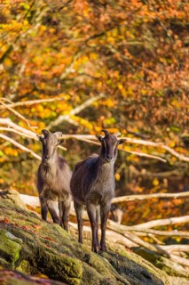 Two female Himalayan tahr (Hemitragus jemlahicus) stand on a rock. A dense autumnal forest is in
