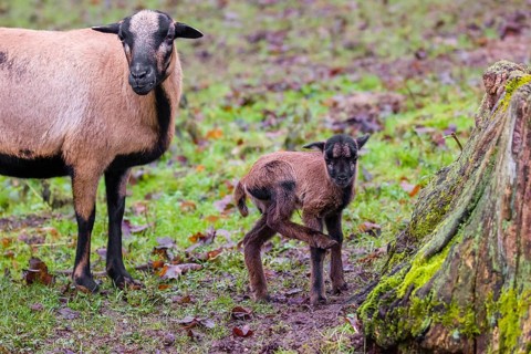 A female Cameroon or Cameroon Dwarf sheep, Ovis gmelini aries, and its lamb stand on a forest edge