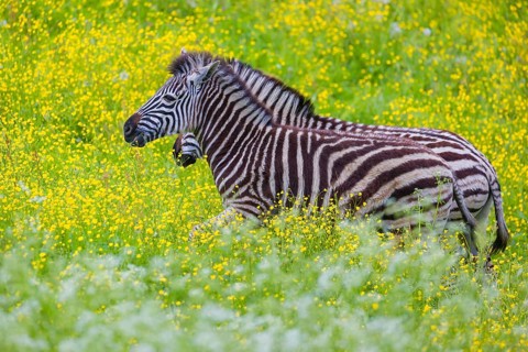 Chapman's zebra (Equus quagga chapmani) grazing on a yellow flowering meadow