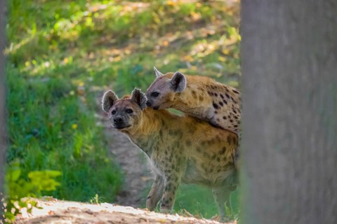 A mating couple of spotted hyena (Crocuta crocuta), or laughing hyena