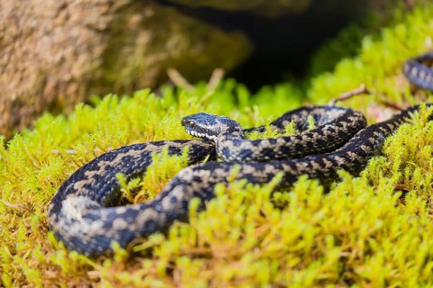 One Vipera berus, the common European adder or common European viper, rests on moss in bright