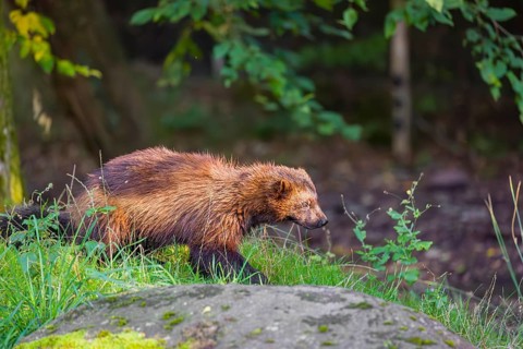 A wolverine (Gulo gulo) rests on a green meadow at a forest edge