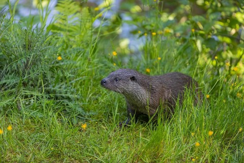 One Eurasian otter (Lutra lutra), walking through green vegetation. Some yellow flowers