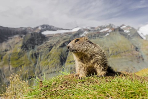 A young Alpine Marmot, Marmota marmota, rests on a grassy rim. Snow covered mountains are in the