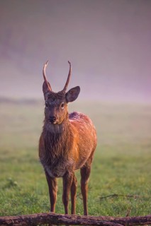 A Sambar stag (Rusa unicolor), stands on a misty meadow in first morning light