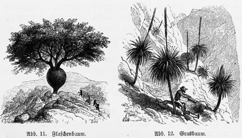 Australian mountain landscape with bottle tree (Asimina triloba) and grass tree (Xanthorrhoea)
