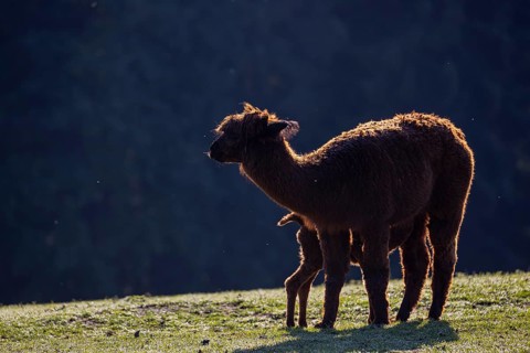 A Brown female Alpaca (Vicugna pacos) suckles her newborn baby. Standing against a dark background