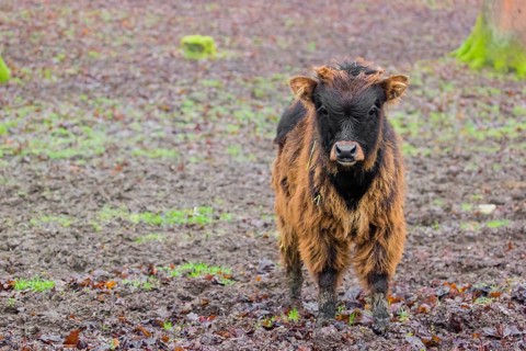 An aurochs calf, urus or ure (Bos primigenius) stand in a forest