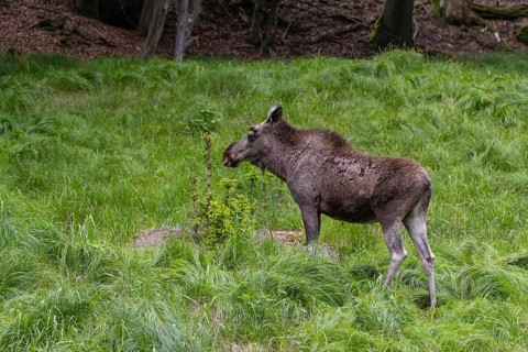 One adult male moose or elk, Alces alces, walking over a meadow with tall fresh green grass, eats