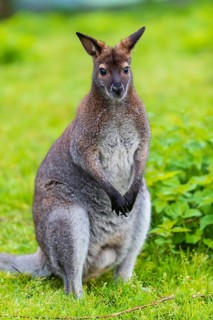 Red-necked wallaby or Bennett's wallaby (Macropus rufogriseus) sits on a green meadow with dense