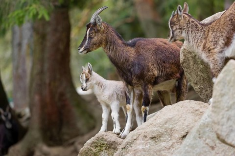 A female bezoar ibex (Capra aegagrus aegagrus) stands together with her goatling on a rock