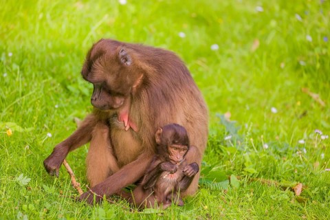 A female Gelada (Theropithecus gelada), or bleeding-heart monkey with her baby sits in a flowering