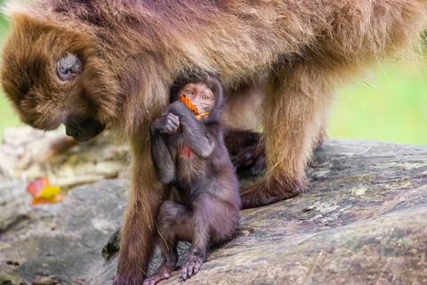 A baby Gelada (Theropithecus gelada), or bleeding-heart monkey, stays in close contact to his