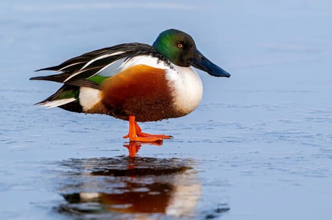 Northern shoveler (Spatula clypeata, Anas clypeata) adult male, drake resting on ice of frozen pond