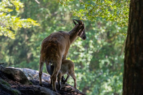 A female Himalayan tahr (Hemitragus jemlahicus) stands on a rock in a green forest and nurses her