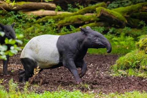 A Malayan tapir (Acrocodia indica) runs across a clearing