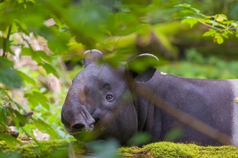 A Malayan tapir (Acrocodia indica) stands hidden in dense undergrowth looking for food