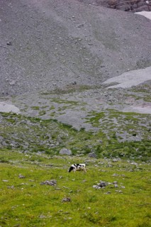 Holstein Friesian cattle grazing on the alpine pasture, Eng valley, Austria, Europe