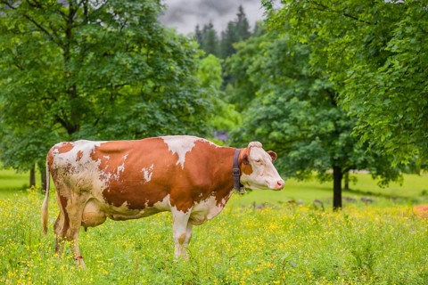 Holstein Friesian cattle stand grazing on a green meadow with maple trees. Eng Valley, Austria,
