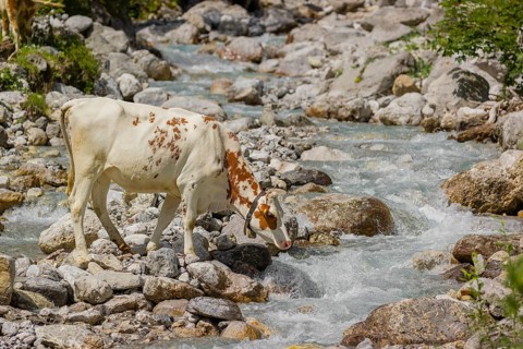 Holstein Friesian cattle crossing a creek on an alpine pasture. Eng valley, Austria, Europe