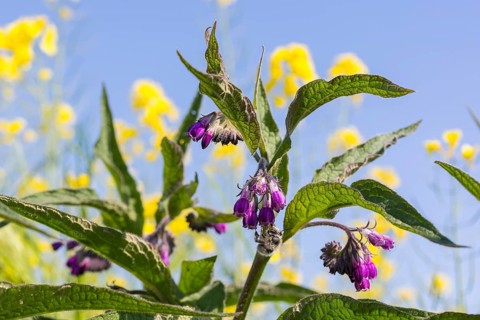 Comfrey (Symphytum), plant in flower, Saxony, Germany, Europe